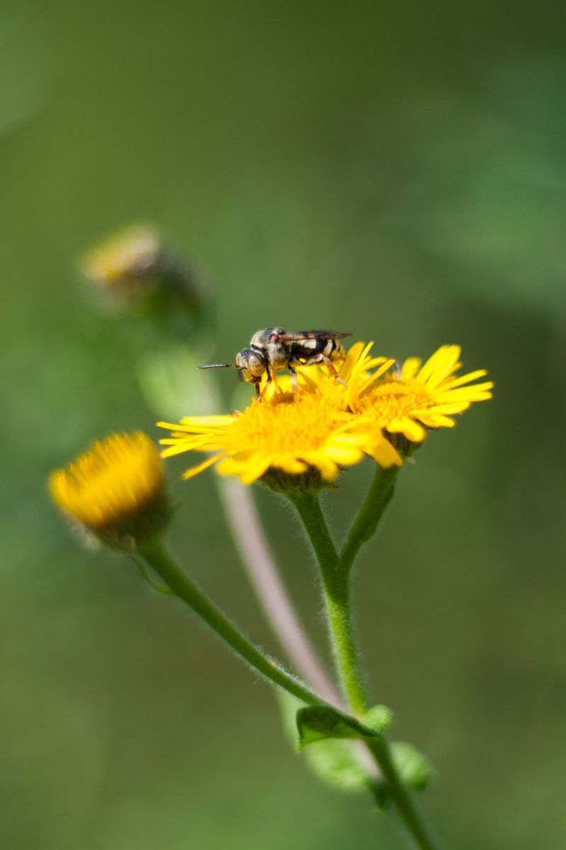 Megachile sp. (Apidae Megachilinae) ed Epeolus sp. (Apidae)